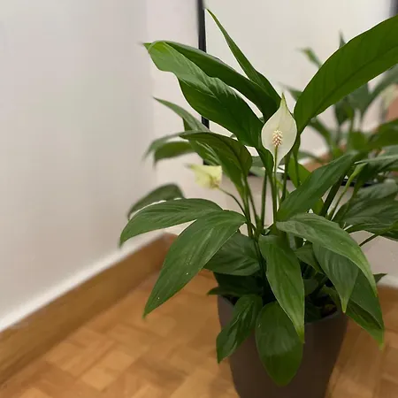 Quarto Mirante Do Tejo ホームステイ